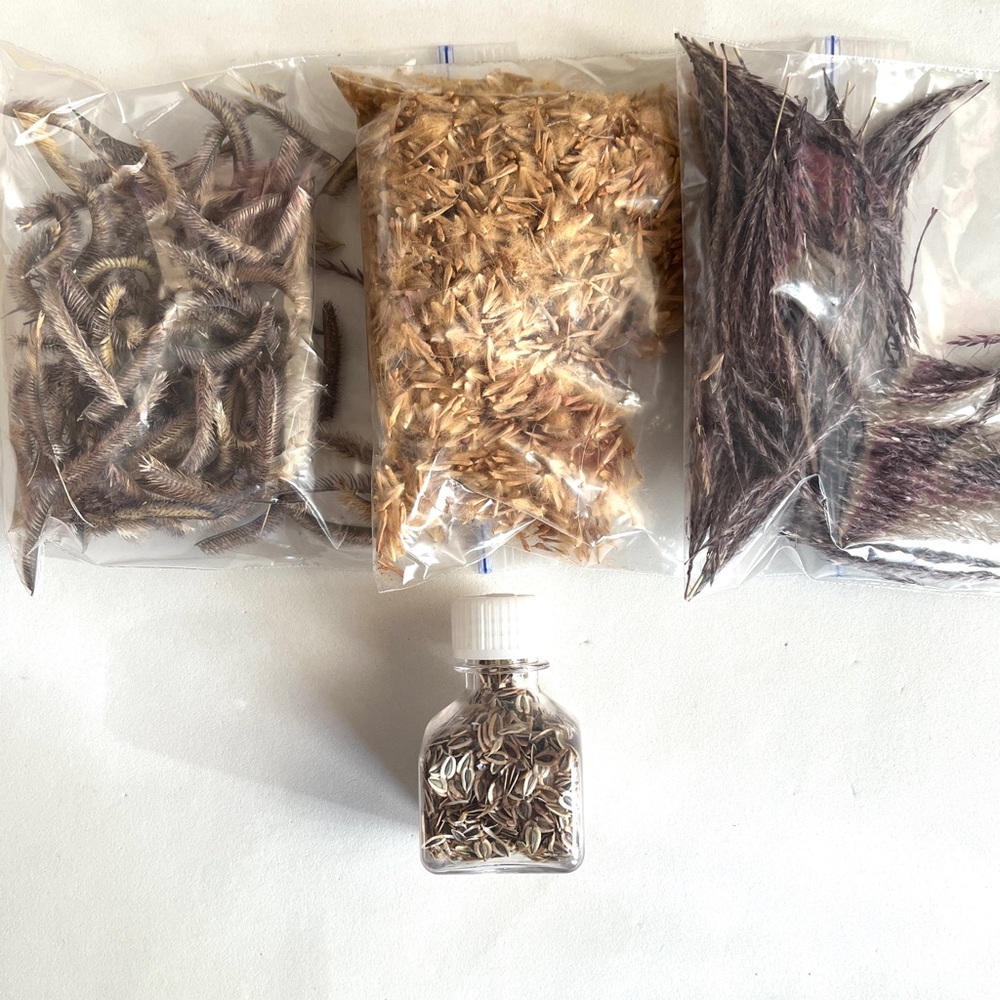 Assorted Dried Botanicals and Seeds